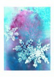 Neige d'étoiles